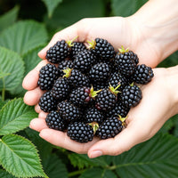 Green boutiQ - Fruitplanten - Doornloze Braam - Rubus Thornfree - Winterhard - 6 Planten - Pot 9 cm - Zwarte Braam