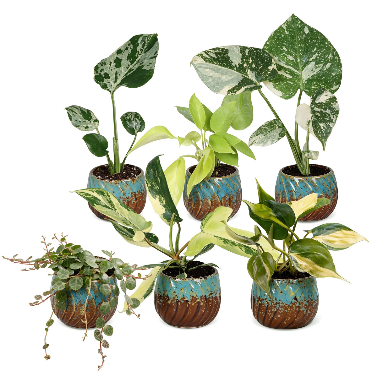 6x Baby Tropical Mix - Various colours - Tropical - incl. Copper Reef - Ø6cm - ↕10-15cm