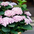 Green boutiQ - Terrassenpflanze - Hortensie - Hydrangea Magical Revolution Pink - Rosa - 6-10 Blüten - 2 Pflanzen - Topf 23 cm Höhe 55 cm