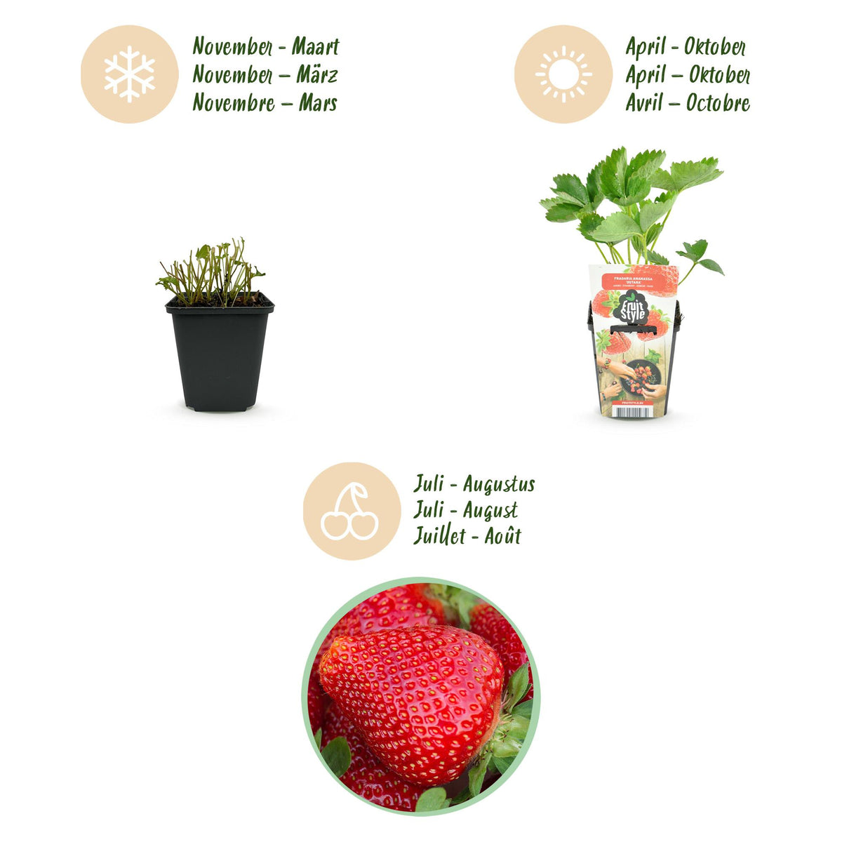 Green boutiQ - Plants fruitiers - Fraisier - Fragaria Maxim - Rustique - 6 plantes - Pot 9 cm - Fraise rouge