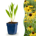 Green boutiQ - Stauden - Echinacea paradoxa - Sonnenhut - Bienen- und Schmetterlingsmagnet - Gelb - 6 Pflanzen - Topf 11cm - Höhe 15-25cm