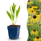 Green boutiQ - Stauden - Echinacea paradoxa - Sonnenhut - Bienen- und Schmetterlingsmagnet - Gelb - 6 Pflanzen - Topf 11cm - Höhe 15-25cm