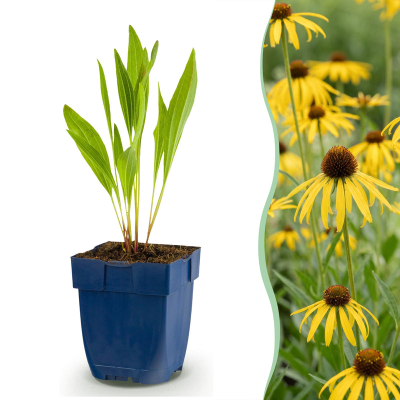 Green boutiQ - Vasteplant - Echinacea paradoxa - Zonnehoed - Bijen- en vlinderlokkers - Geel - 6 Planten - Pot 11cm - Hoogte 15-25cm