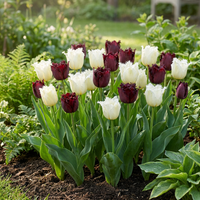 15x Tulipa Breakdance mix - Tulp Breakdance mix - Diversen - Voorjaarsbloeier - Bolmaat 11/12