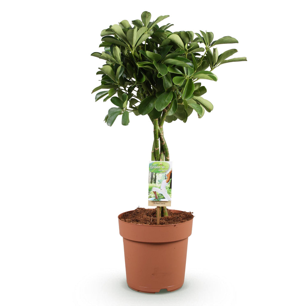 Green BoutiQ - Green is... Plantes d'intérieur - Schefflera Nora - Arbre ombrelle - Peu d'entretien - Vert - 1 plante - Pot 21cm - Hauteur 70-82cm