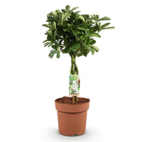 Green BoutiQ - Green is... Kamerplanten - Schefflera Nora - Vingerboom - Weinig onderhoud - Groen - 1 Plant - Pot 21cm - Hoogte 70-82cm