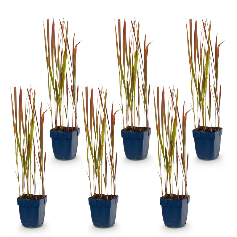 Green boutiQ - Grassen - Imperata cylindrica Red Baron - Japans bloedgras - Rode uitlopers - Rood - 6 Planten - Pot 11cm - Hoogte 15-25cm