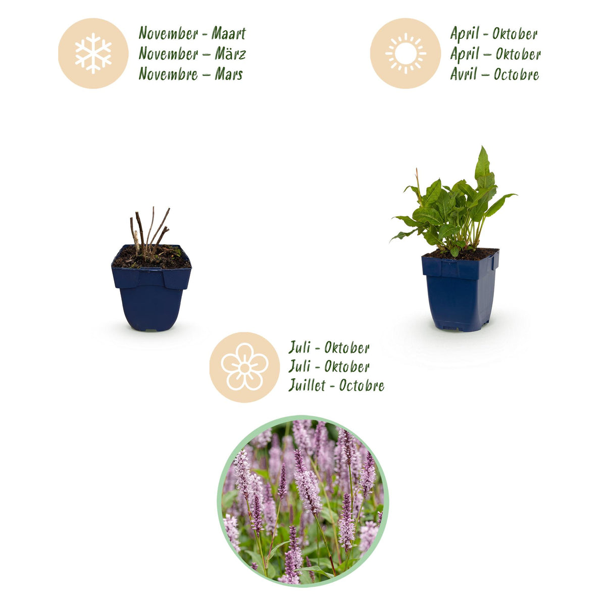 Green boutiQ - Plante vivace - Persicaria ampl. Rosea - Renouée - Ombre - Rose - 3 Plantes - Pot 11cm - Hauteur 15-25cm
