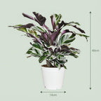 Calathea Fusion White - Ø 14 cm - Hauteur : 35 - 40 cm