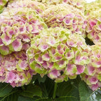 Green boutiQ - Plante de terrasse - Hortensia - Hydrangea Magical Jewel Pink - Rose - 6-10 fleurs - 2 plantes - Pot 23 cm Hauteur 55 cm