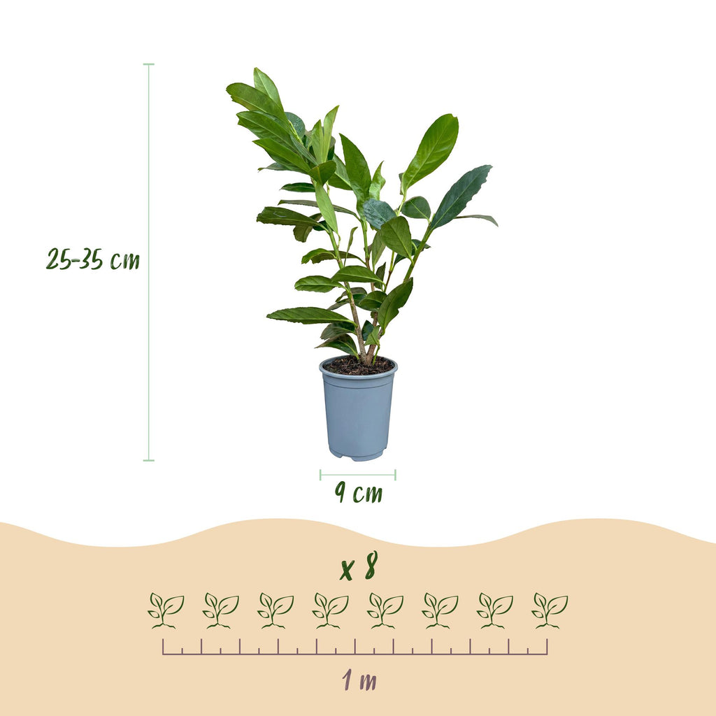 Green boutiQ - 40x Prunus laur. Caucasica - Laurierkers - Haagplanten - Groenblijvend - Groen - Pot 9cm - Hoogte 25-35cm
