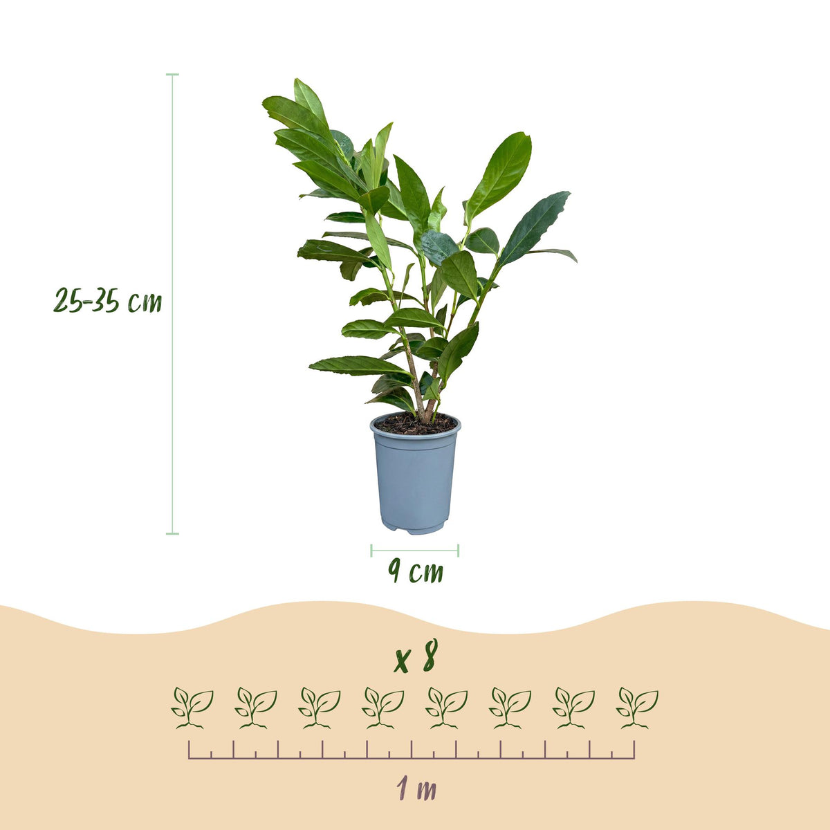 Green boutiQ - 40x Prunus laur. Caucasica - Laurierkers - Haagplanten - Groenblijvend - Groen - Pot 9cm - Hoogte 25-35cm