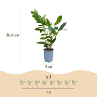 Green boutiQ - 40x Prunus laur. Caucasica - Laurierkers - Haagplanten - Groenblijvend - Groen - Pot 9cm - Hoogte 25-35cm