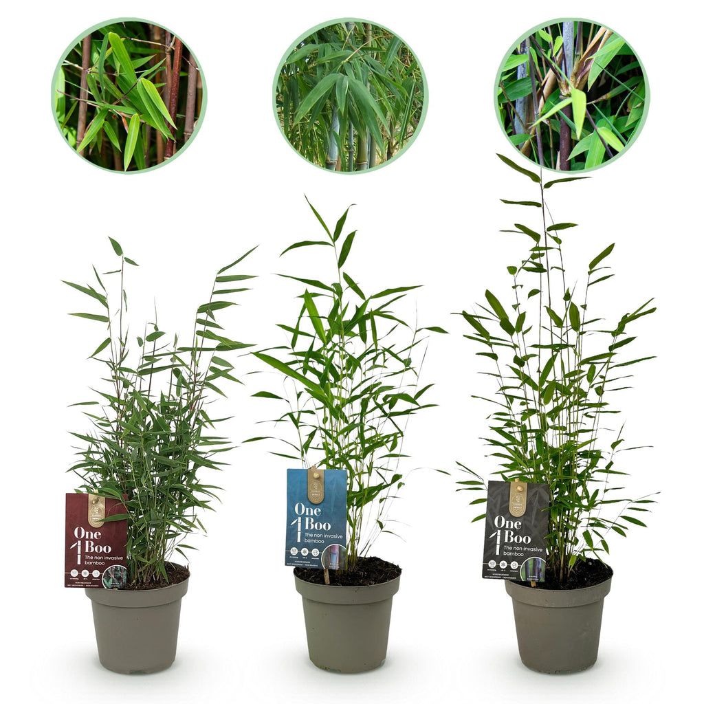 Green boutiQ - Bambou - Fargesia dragon Tricolour - Noir, Rouge, Bleu - 3 Plantes - Persistant - Non traçant - Pot 14cm Hauteur 35cm