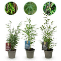 Green boutiQ - Bambou - Fargesia dragon Tricolour - Noir, Rouge, Bleu - 3 Plantes - Persistant - Non traçant - Pot 14cm Hauteur 35cm