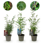 Green boutiQ - Bambou - Fargesia dragon Tricolour - Noir, Rouge, Bleu - 3 Plantes - Persistant - Non traçant - Pot 14cm Hauteur 35cm