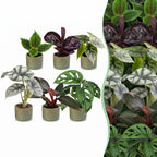 6x Baby Jungle Mix - Various colours - Tropical - incl. Linnea Olive - Ø6cm - ↕10-15cm