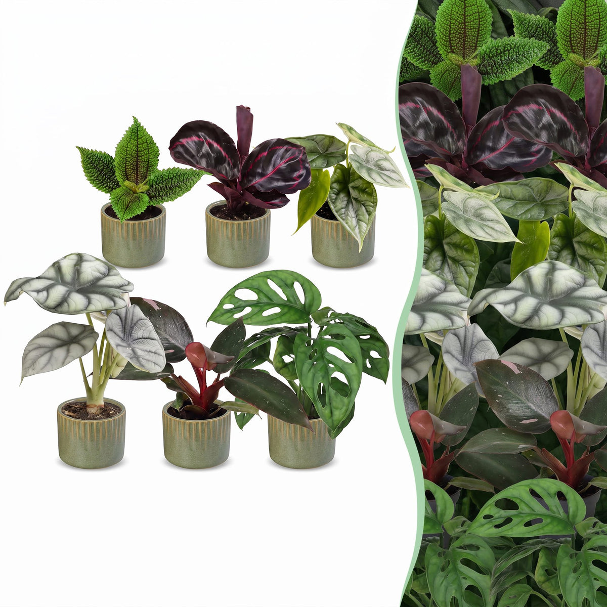 6x Baby Jungle Mix - Various colours - Tropical - incl. Linnea Olive - Ø6cm - ↕10-15cm