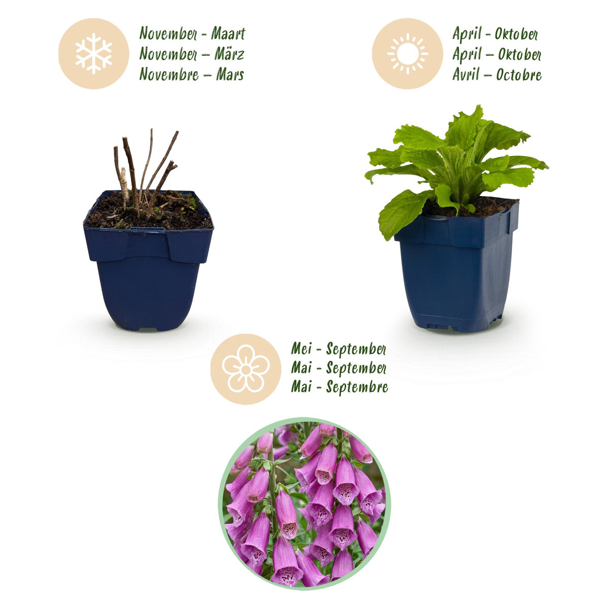 Green boutiQ - Plante vivace - Digitalis purp. Dalmatian Purple - Digitale pourpre - Ombre - Violet - 1 plante - Pot 11 cm - Hauteur 15-25 cm