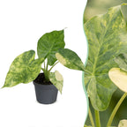 Alocasia Macrorrhiza Aurea Variegata - Golden Giant Taro - Green - Variegata - Tropical - Ø6cm - ↕15cm