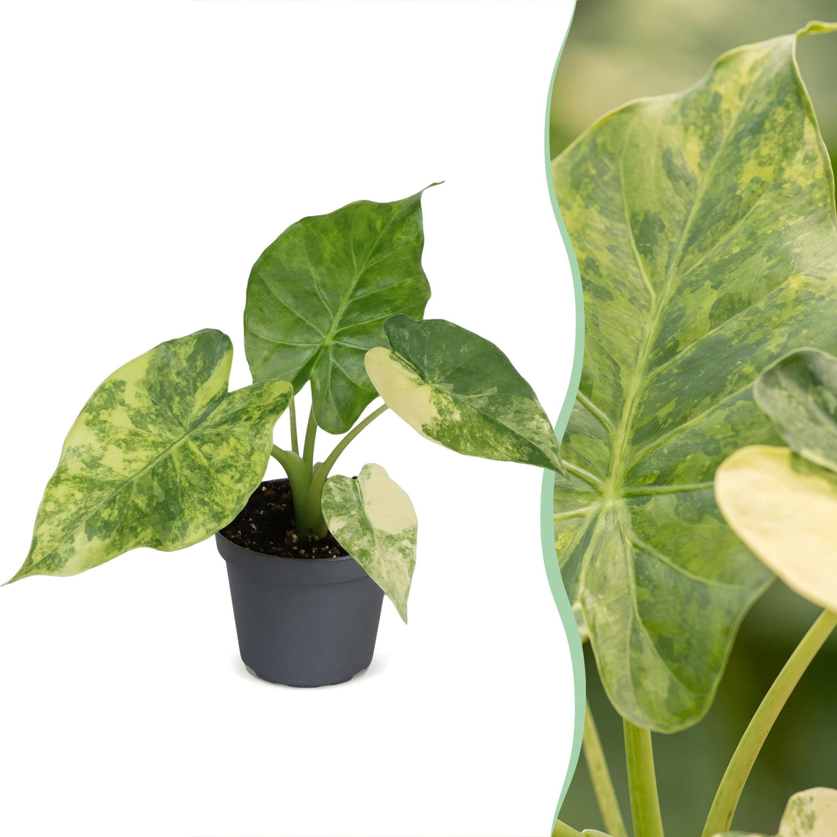 Alocasia Macrorrhiza Aurea Variegata - Golden Giant Taro - Green - Variegata - Tropical - Ø6cm - ↕15cm
