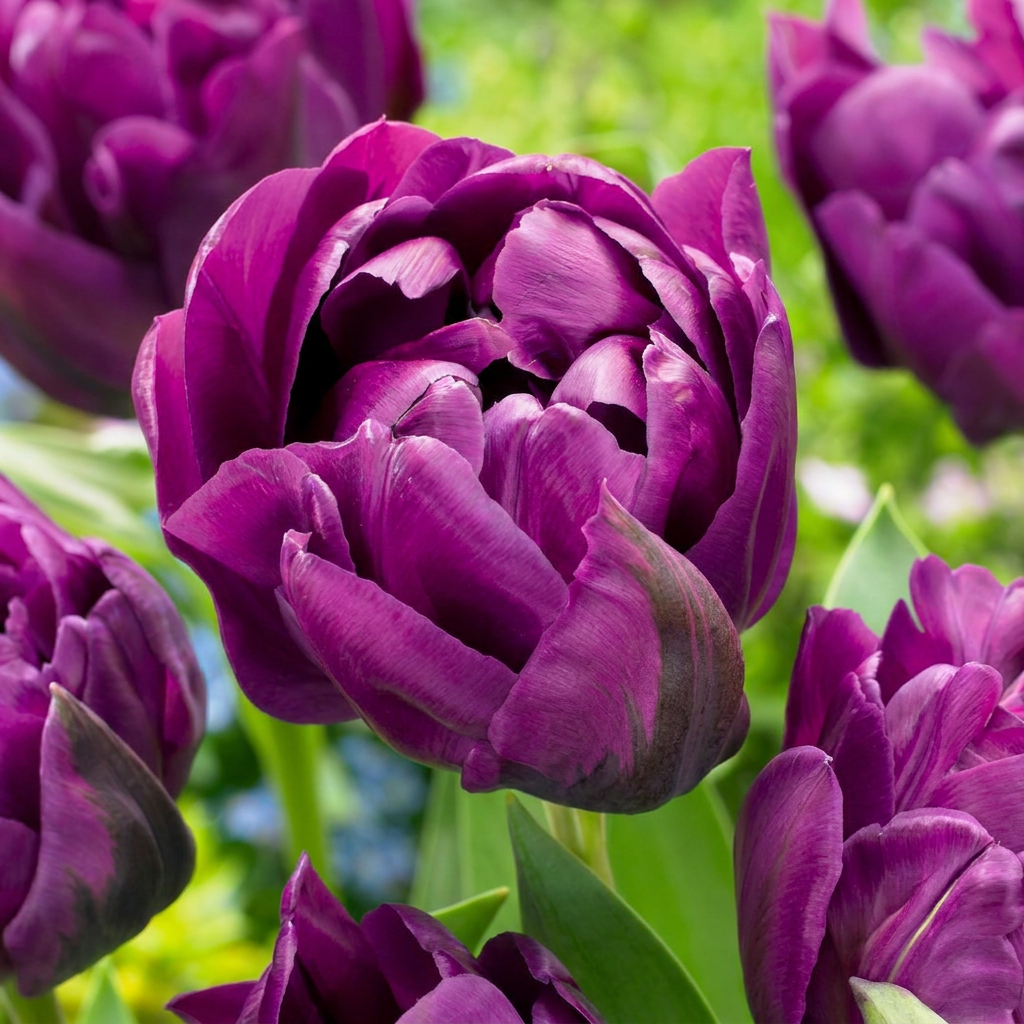96x Tulipa Double Lilac - Dubbele lila tulp - Paars - Voorjaarsbloeier - Bolmaat 11/12