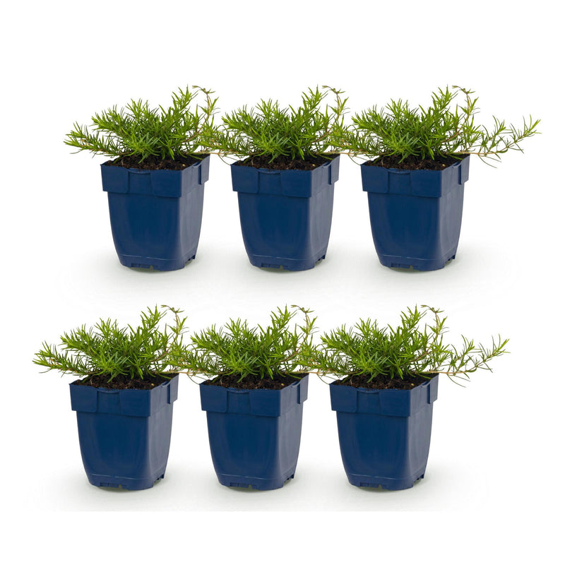 Green boutiQ - Vasteplant - Phlox Tricolour - Vlambloem - Bodembedekkend - Paars - Roze - Wit - 6 Planten - Pot 11cm - Hoogte 15-25cm