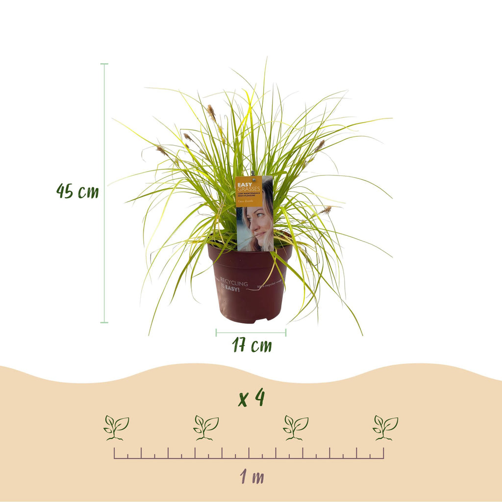 Green boutiQ - Ziergräser - Carex oshimensis Everillo - Gelb - 4 Pflanzen - Immergrün - Pflegeleicht - Topf 17cm Höhe 50cm