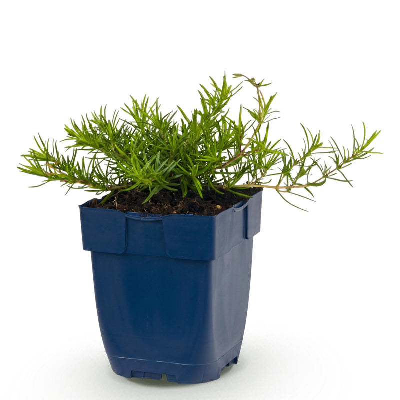 Green boutiQ - Vasteplant - Phlox Benita - Vlambloem - Bodembedekkend - Blauw - 1 Plant - Pot 11cm - Hoogte 15-25cm