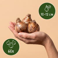 60x Bol Waterplant - Bol Waterplant - Diversen - Zomerbloeier - Bolmaat 10/12
