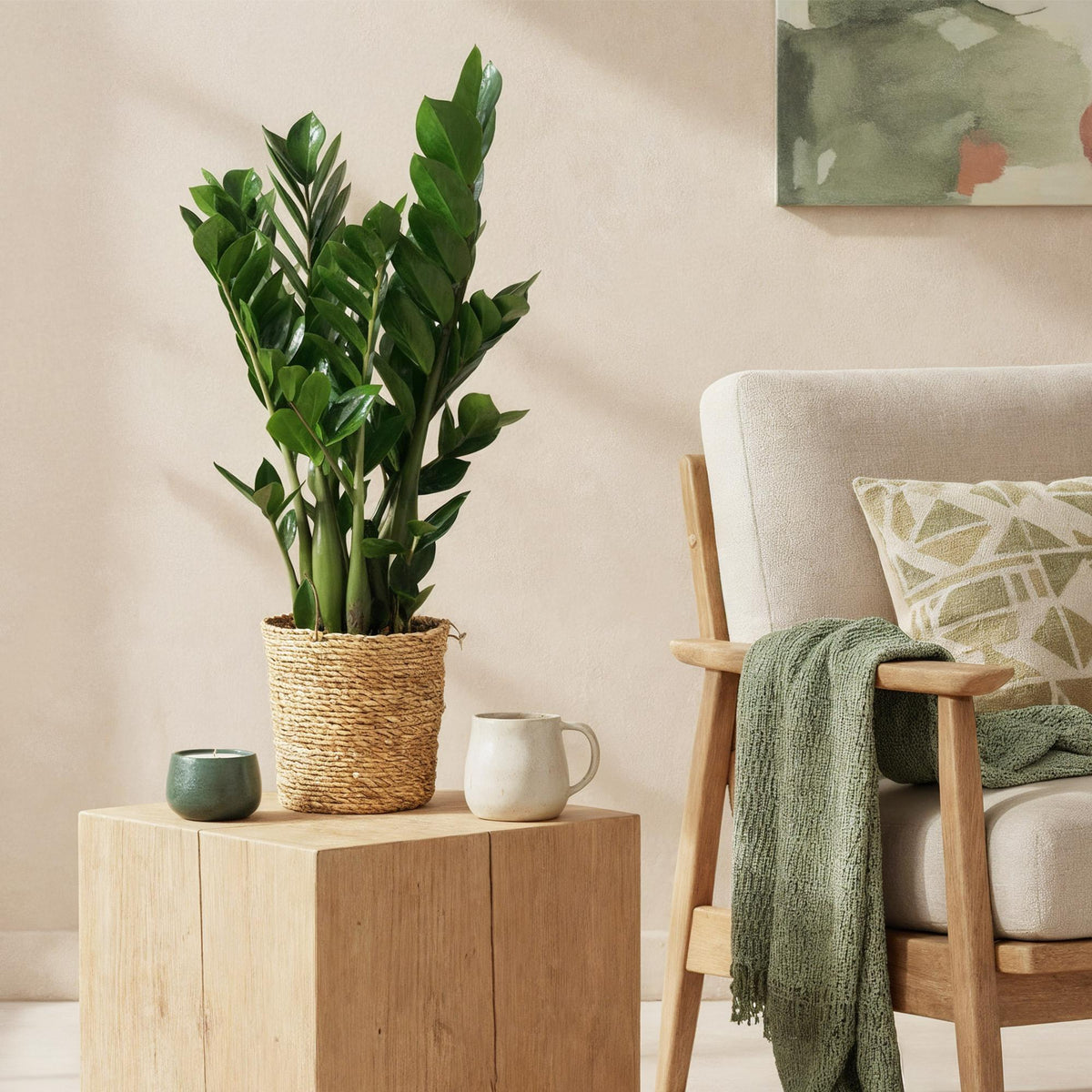 Green BoutiQ - Green is... Plantes d'intérieur - Zamioculcas - Plante ZZ - Peu d'entretien - Vert - 2 Plantes - Pot 17cm - Hauteur 65-75cm