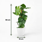 Green boutiQ - Plante d'intérieur - Monstera Deliciosa sur tuteur - Vert - Entretien facile - 1 plante - avec pot blanc - Pot 19cm - Hauteur 90cm
