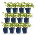Green boutiQ - Stauden - Astilbe (J) Deutschland - Prachtspiere - Schatten - Weiß - 12 Pflanzen - Topf 11cm - Höhe 15-25cm