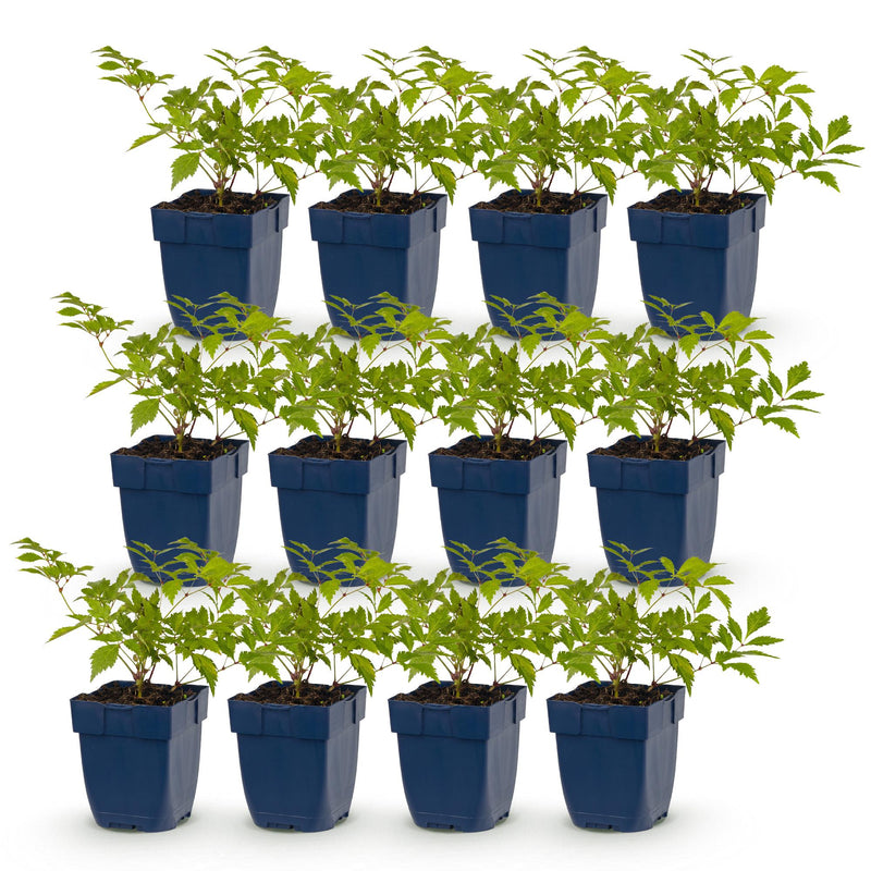 Green boutiQ - Vasteplant - Astilbe (J) Deutschland - Pluimspirea - Schaduw - Wit - 12 Planten - Pot 11cm - Hoogte 15-25cm