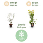 Green boutiQ - Plante d'extérieur - Acer palmatum Orange Dream - Érable du Japon - Caduc - Orange - 1 - Pot 26cm - Hauteur 90cm