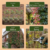 Parthenocissus henryana - Chinese Virginia Creeper - Green - Climber - Ø9cm - ↕35cm
