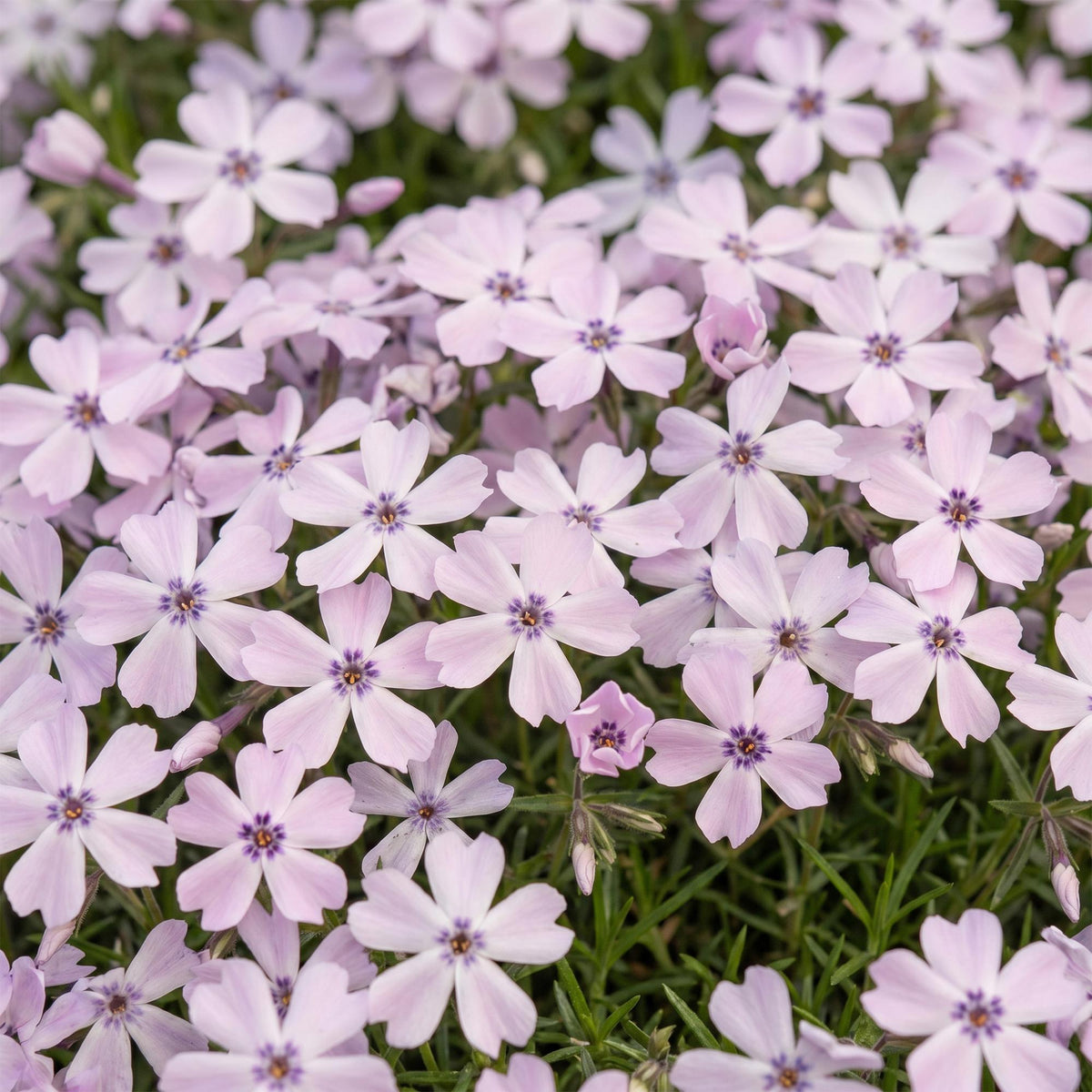 Green boutiQ - Stauden - Phlox Benita - Flammenblume - Bodendeckend - Blau - 24 Pflanzen - Topf 11cm - Höhe 15-25cm