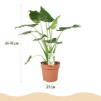 Green BoutiQ - Plantes d'intérieur - Alocasia Cucullata - Main de Bouddha - Faible entretien - Vert - 1 Plante - avec Pot Blanc - Pot 21cm - Hauteur 65-70cm