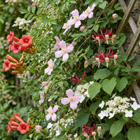 12x Klimplanten Rainbow Colourfull - Rainbow Colorful Climbing Plants - Light Pink - White - Purple - Climber - Ø9cm - ↕35cm