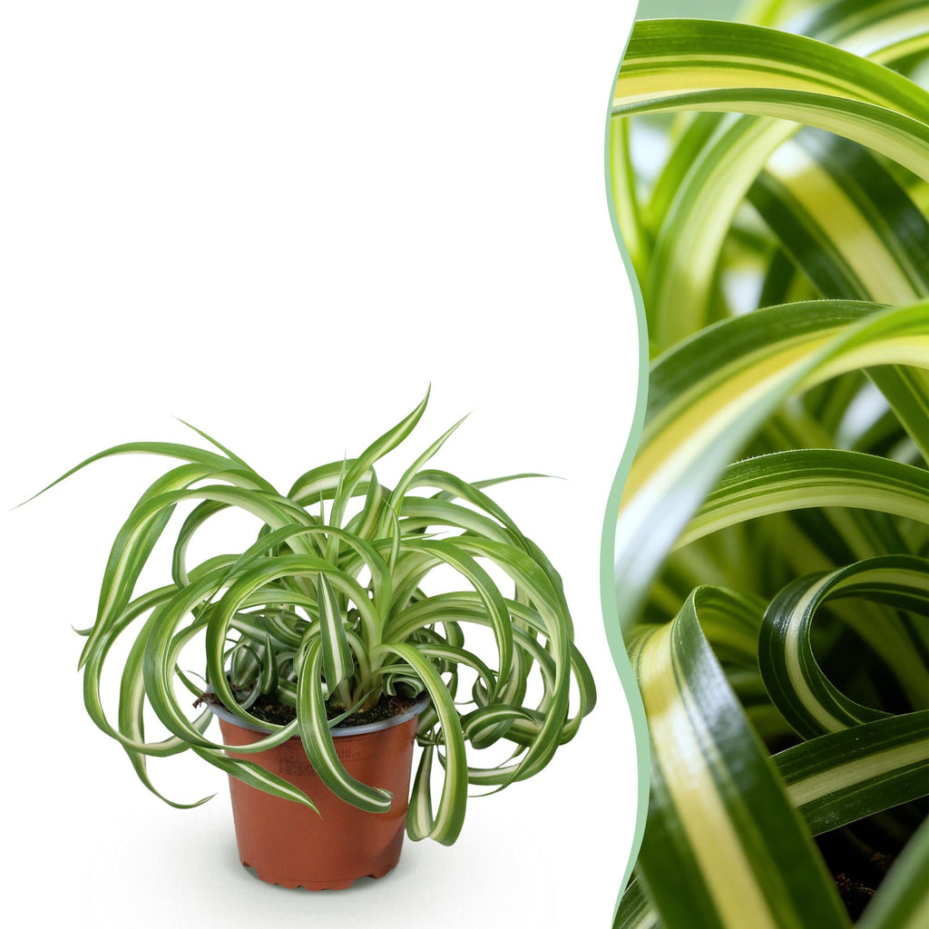 Green boutiQ - Plante d'intérieur - Chlorophytum comosum Bonnie - Plante araignée frisée - Plante adaptée aux animaux domestiques - Vert - 1 plante - Pot 12cm - Hauteur 20cm