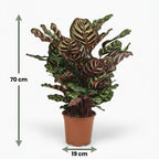 Green boutiQ - Plante d'intérieur - Plante paon - Calathea Makoyana - Vert - Entretien facile - 1 plante - Pot 19 cm - Hauteur 70 cm