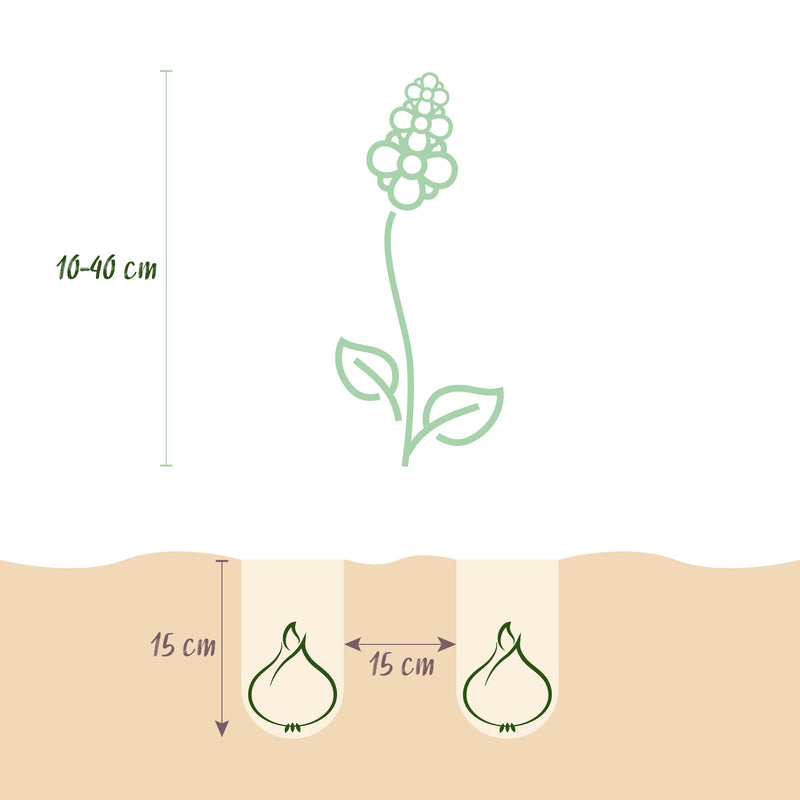Green boutiQ - Bloembollen - Bulb Garden mix - Diversen soorten en kleuren - 125 stuks - Gift Verpakking