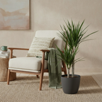 Green boutiQ - Plante d'intérieur - Dragonnier - Dracaena Marginata - Vert - Entretien facile - 1 plante - avec pot gris - Pot 21 cm - Hauteur 90 - 100 cm
