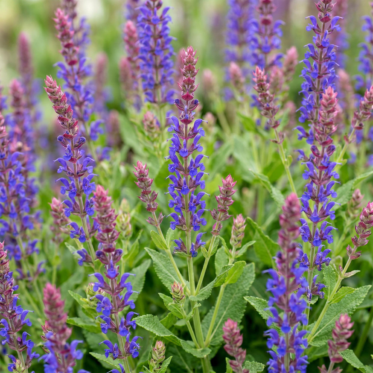 Green boutiQ - Vivace - Salvia nem. Sense Deep Blue - Sauge - Attire les abeilles et les papillons - Violet - 12 plantes - Pot 11 cm - Hauteur 15-25 cm