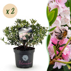 Green boutiQ - Rhododendron nain - Rhododendron Bloombux rose clair - Buis fleuri - Peu d'entretien - Fleur rose clair - 2 plantes - Pot 23 cm - Hauteur 45-55 cm