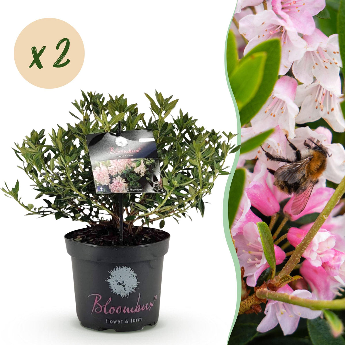 Green boutiQ - Rhododendron nain - Rhododendron Bloombux rose clair - Buis fleuri - Peu d'entretien - Fleur rose clair - 2 plantes - Pot 23 cm - Hauteur 45-55 cm