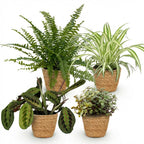 Green boutiQ - Zimmerpflanze - Chlorophytum - Maranta - Callisia - Nephrolepis - 4er-Set - Haustierfreundliche Pflanzen - Grün - 4 Pflanzen - mit Korb - Topf 12cm - Höhe 25cm