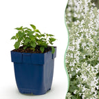 Green boutiQ - Plante vivace - Nepeta faassenii Snowflake - Herbe aux chats - Attire les abeilles et les papillons - Blanc - 6 plantes - Pot 11cm - Hauteur 15-25cm