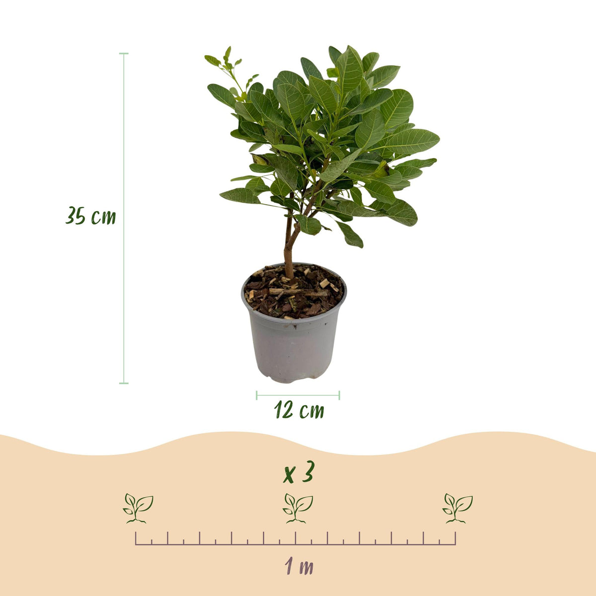 Green boutiQ - Plante de jardin - Cotinus coggygria Young Lady - Vert 3 Plantes - Caduc - Peu d'entretien - Pot 12cm Hauteur 35cm