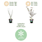 Green boutiQ - Plante de terrasse - Érable du Japon - Acer palmatum Trompenburg - Violet foncé - 2 plantes - Caduc - Pot 19cm Hauteur 70cm